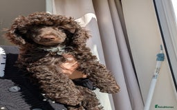 Miniature Poodle dogs for sale: Beautiful KC registered miniature poodles  - Image 13