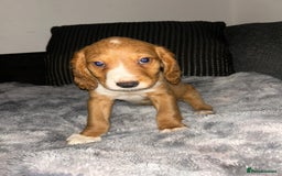 Cocker Spaniel dogs for sale: Cocker spaniel  - Image 4