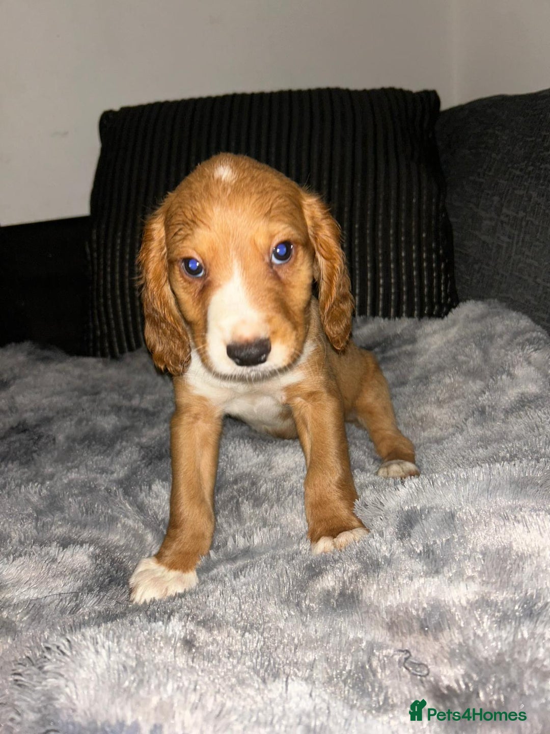 Cocker Spaniel dogs for sale: Cocker spaniel  - Image 4