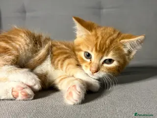 Mixed Breed cats Beautiful Gunger kitten - ready to leave NOW! - Advert 12