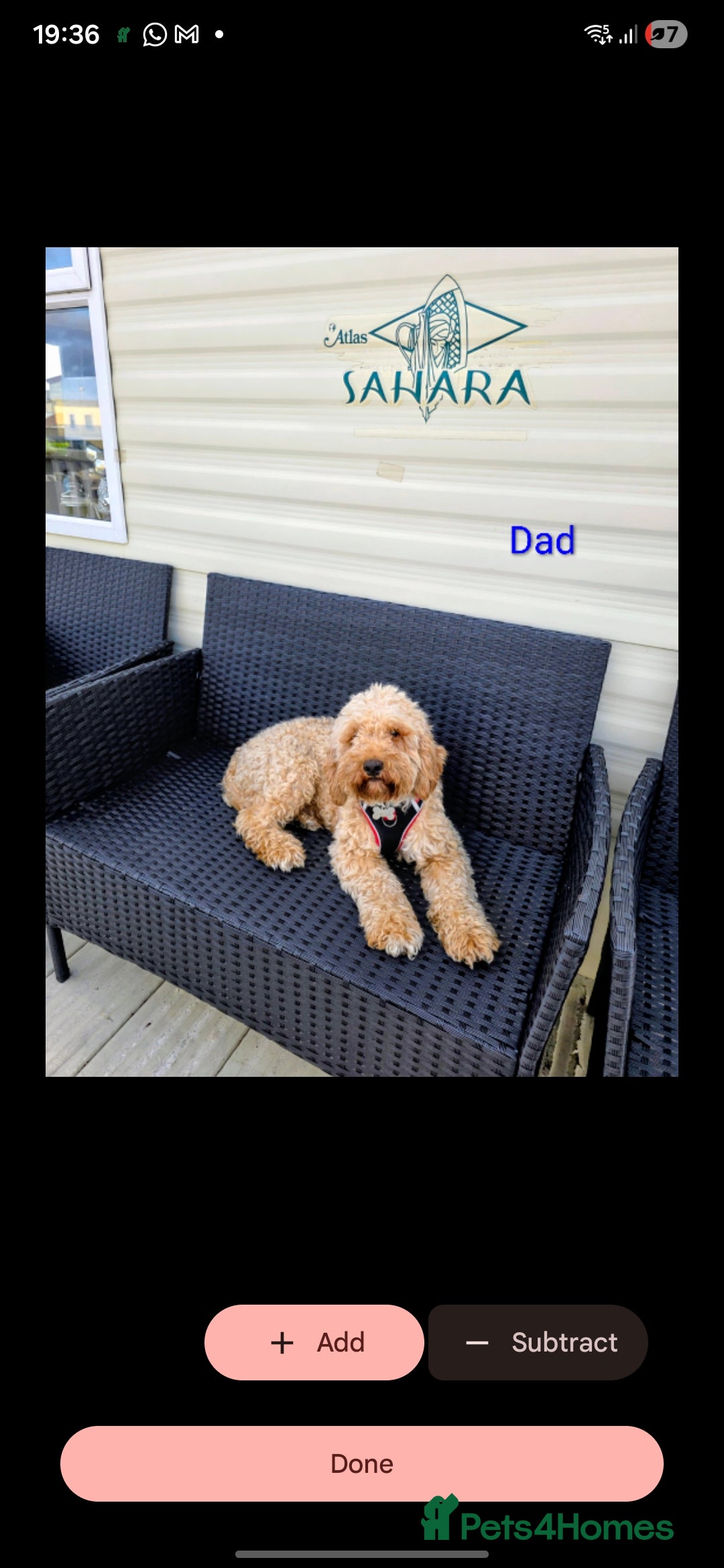 Cockapoo dogs for sale: Adorable cockapoo puppies - Advert 8