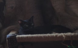 Oriental cats for sale: oriental boy - Image 7