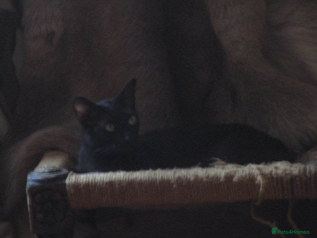 Oriental cats for sale: oriental boy - Image 7