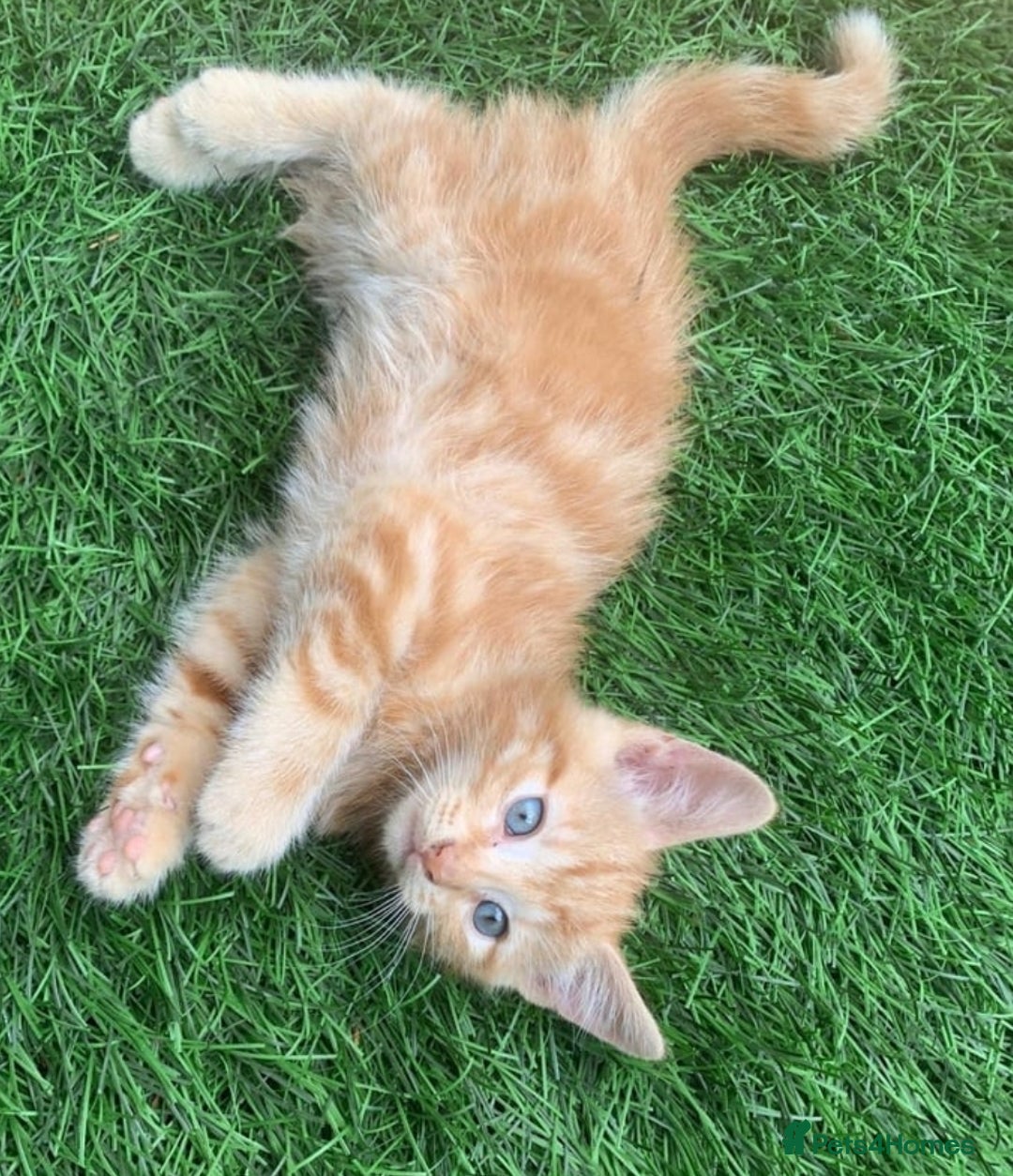 Mixed Breed cats for sale: Ginger tabby kittens - Image 5