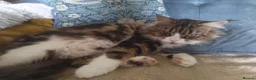 Maine Coon cats for sale: Maine Coon Neutered Queen - Advert 1