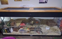 Hamster rodents for sale: Large enclosure with syrian hamster  - Image 2