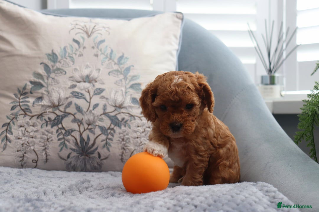 Cavapoochon dogs for sale: Beautiful Cavapoochons looking for forever homes - Image 16