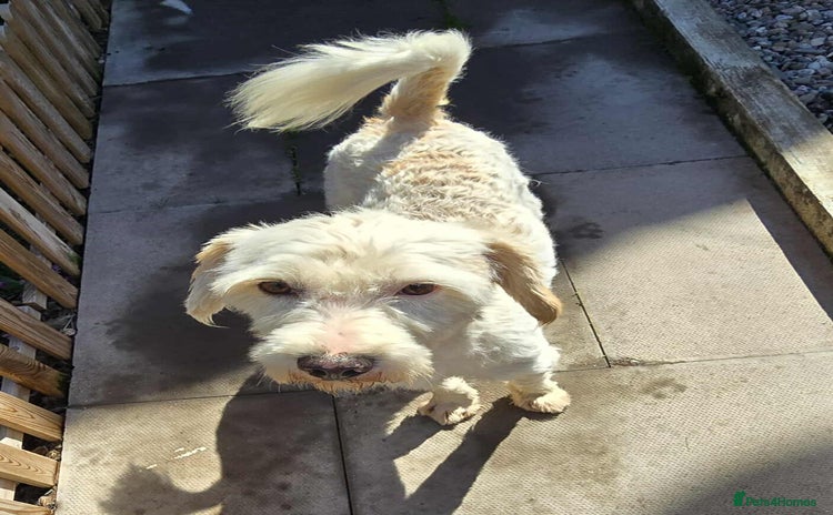 Mixed Breed dogs - Advert 1