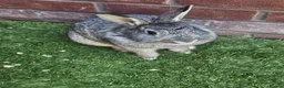 Lionhead rabbits for sale: 2 lionhead sisters in Wokingham - Advert 1
