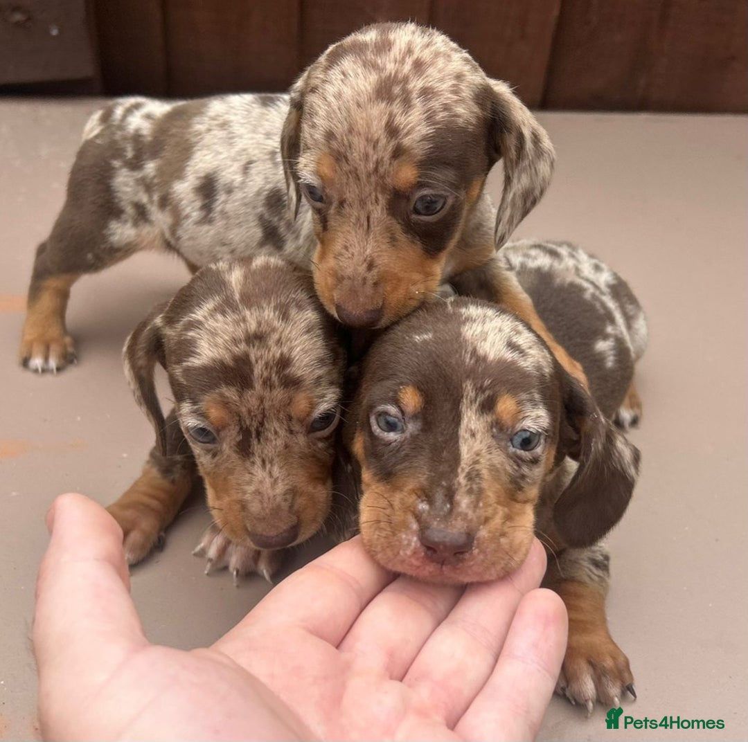 Dachshund dogs for sale: 6 beautiful dachshund puppies!!! - Image 12