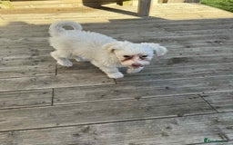 Chinese Crested dogs for sale: Chinease crested powder puff  - Image 9
