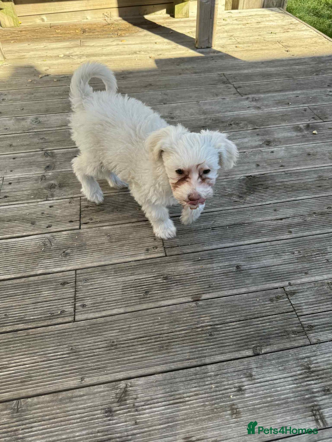 Chinese Crested dogs for sale: Chinease crested powder puff  - Image 9