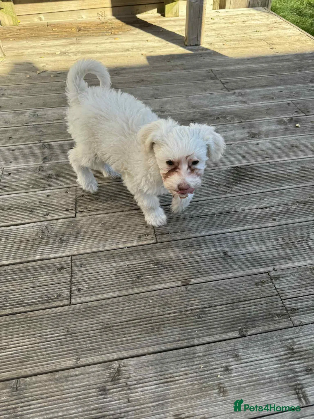 Chinese Crested dogs for sale: Chinease crested powder puff  - Advert 3