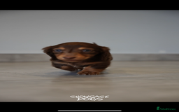 Miniature Dachshund dogs for sale: Miniature long haired dachshund  - Advert 5