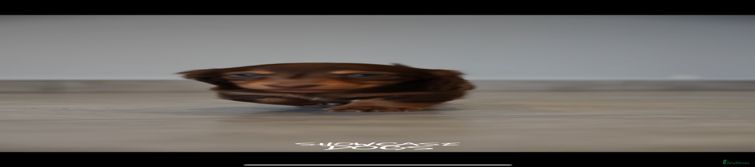 Miniature Dachshund Puppy 5