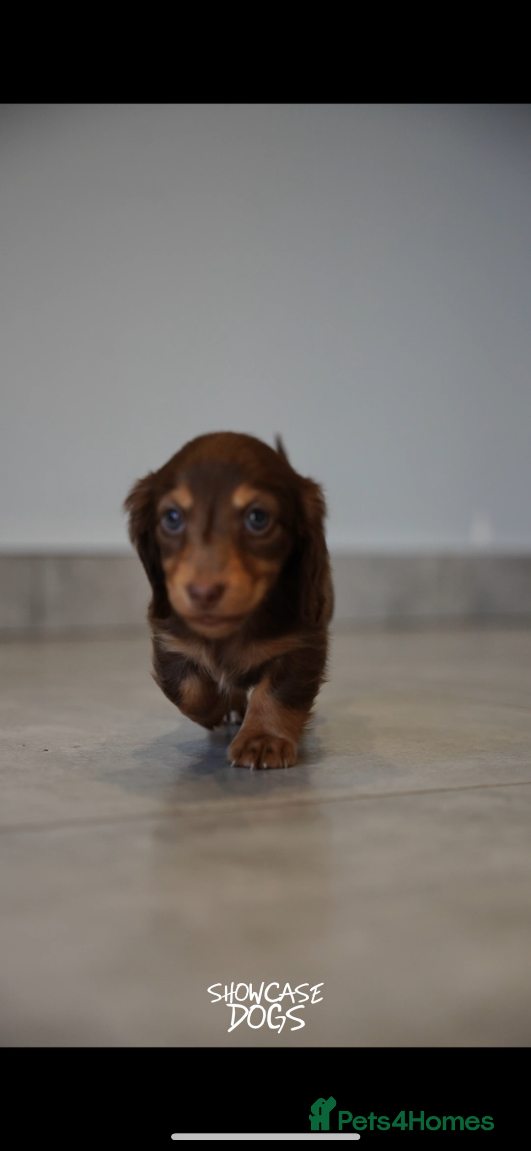 Miniature Dachshund dogs for sale: Miniature long haired dachshund  - Advert 5