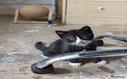 Mixed Breed cats for sale: Healthy kittens - READY NOW ( 8 weeks old )  - Image 28