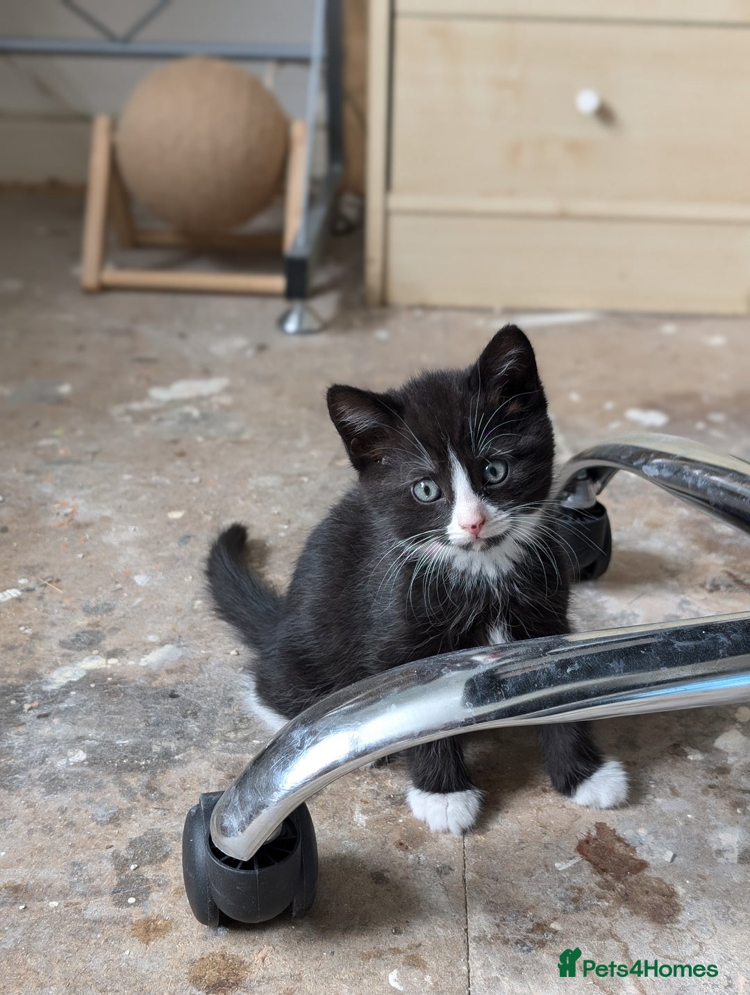 Mixed Breed cats for sale: Healthy kittens - READY NOW ( 8 weeks old )  - Image 28