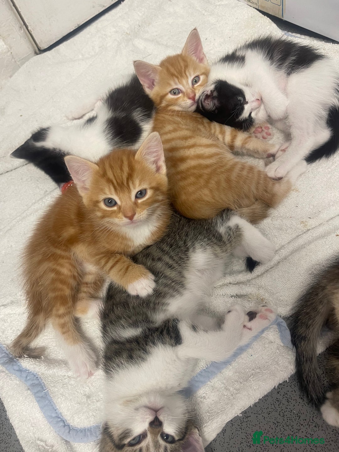 Mixed Breed cats for sale: Beautiful letter of kittens - Image 1