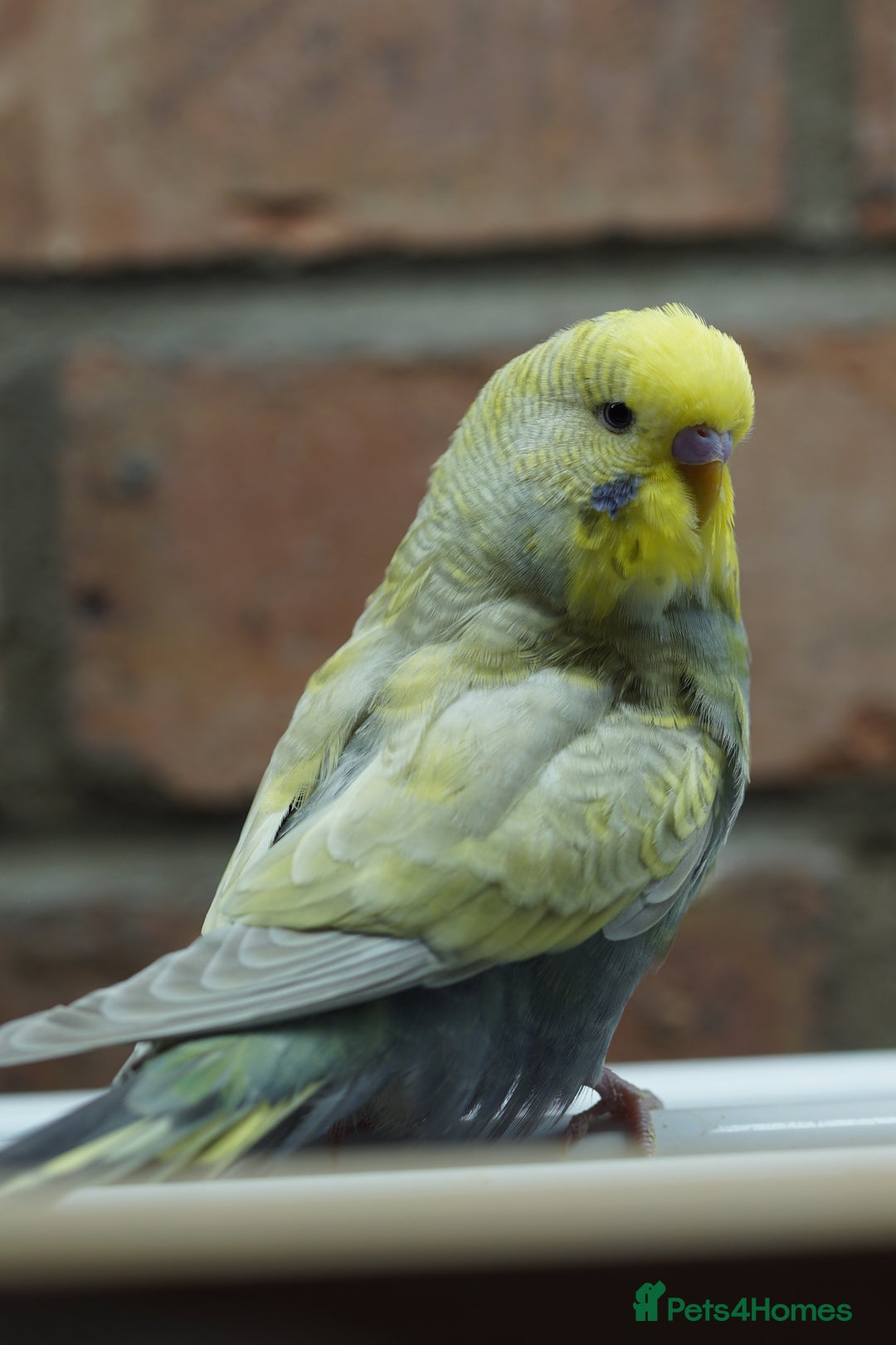 Budgerigars birds for sale: Budgies  - Image 10