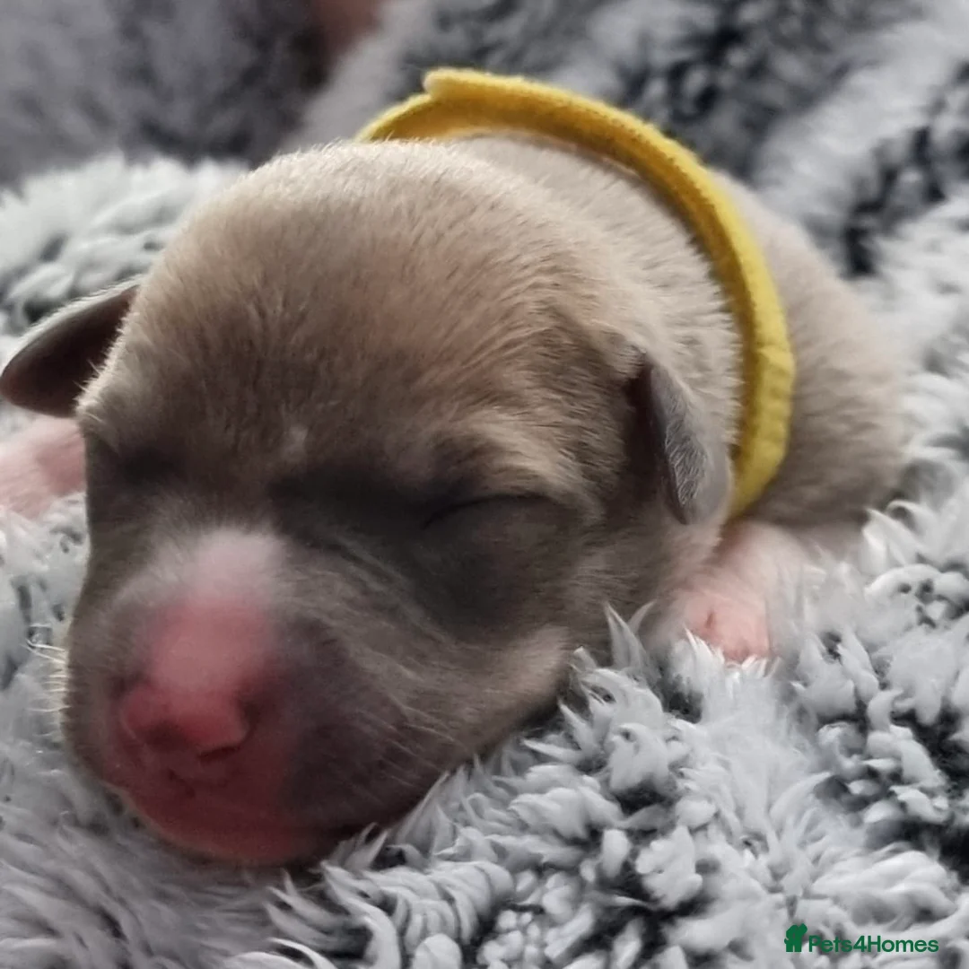 Whippet dogs for sale: Six Stunning Whippet Puppies in Mansfield - Advert 6