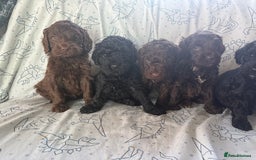 Cockapoo dogs for sale: chocolate&Black Cockapoos - Image 1