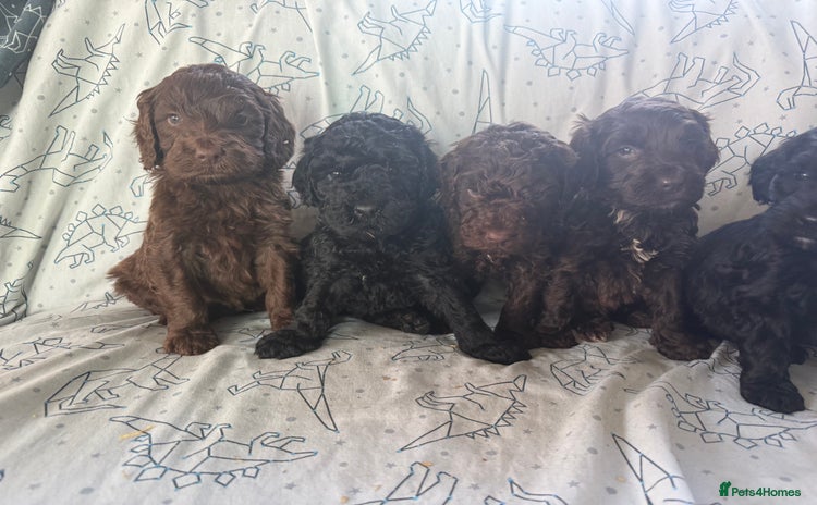 Cockapoo dogs - Advert 1