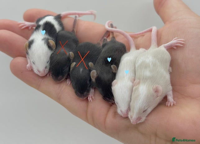 Mouse rodents - Advert 3