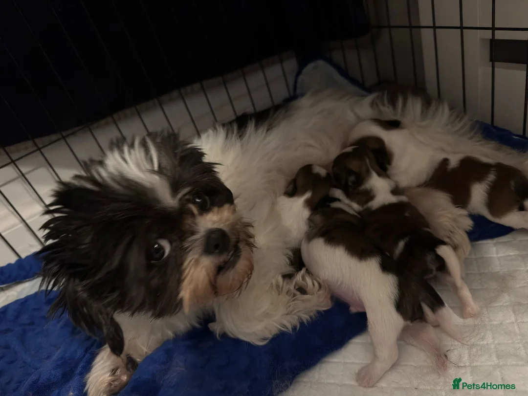 Shih Tzu dogs for sale: Adorable Shih Tzu Puppies Available 🐶💗 - Advert 1