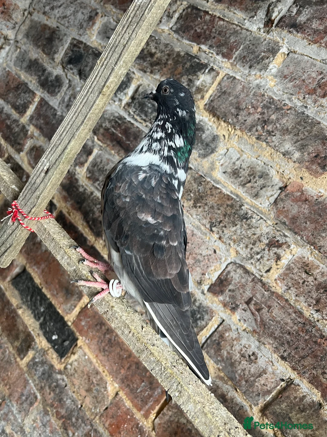 Pigeons birds for sale: Iranian and pigeon  - Advert 4