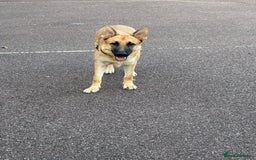 Mixed Breed dogs for sale: 9 month old boy looking for special home  - Image 6