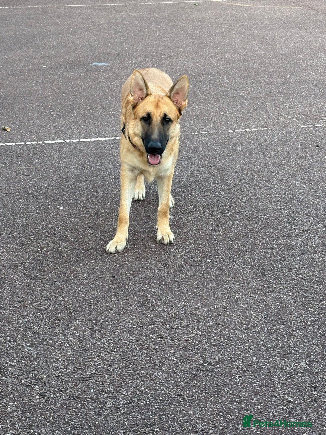 Mixed Breed dogs for sale: 9 month old boy looking for special home  - Image 6