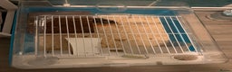 Hamster rodents for sale: Russian Dwarf Hamster with Cage & Accessories - Advert 7