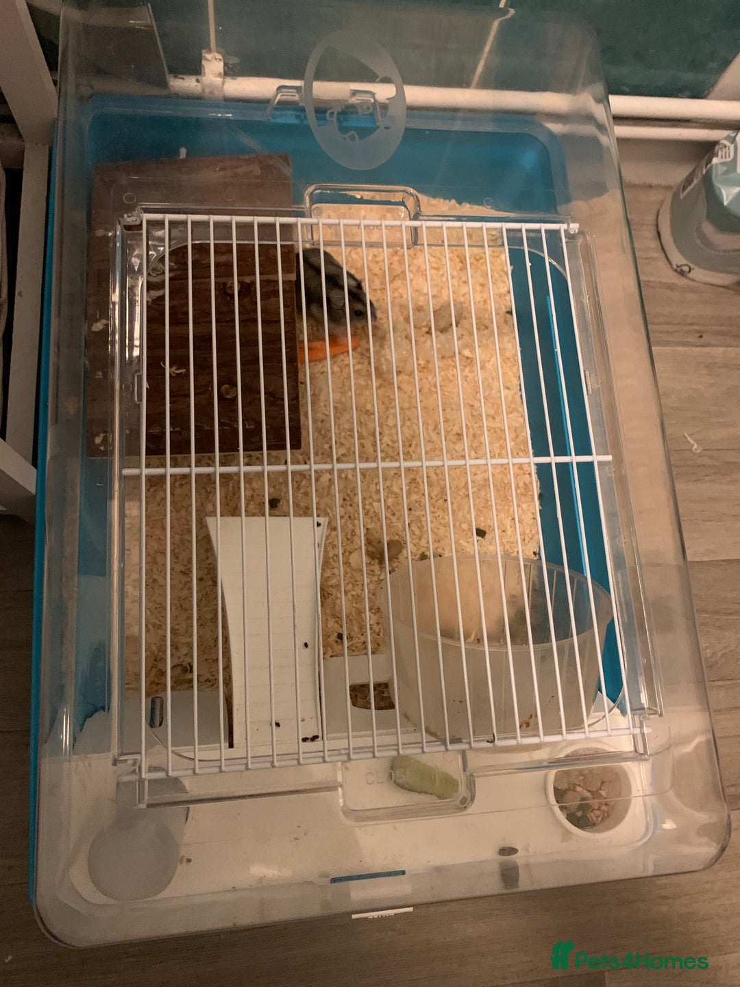 Hamster rodents for sale: Russian Dwarf Hamster with Cage & Accessories - Advert 7