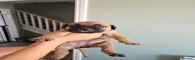 Cane Corso 5