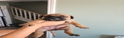 Cane Corso dogs for sale: Beautiful cane corso x puppies  - Advert 6