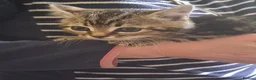 Mixed Breed cats for sale: 2 beautiful tabby male kittens  - Advert 6