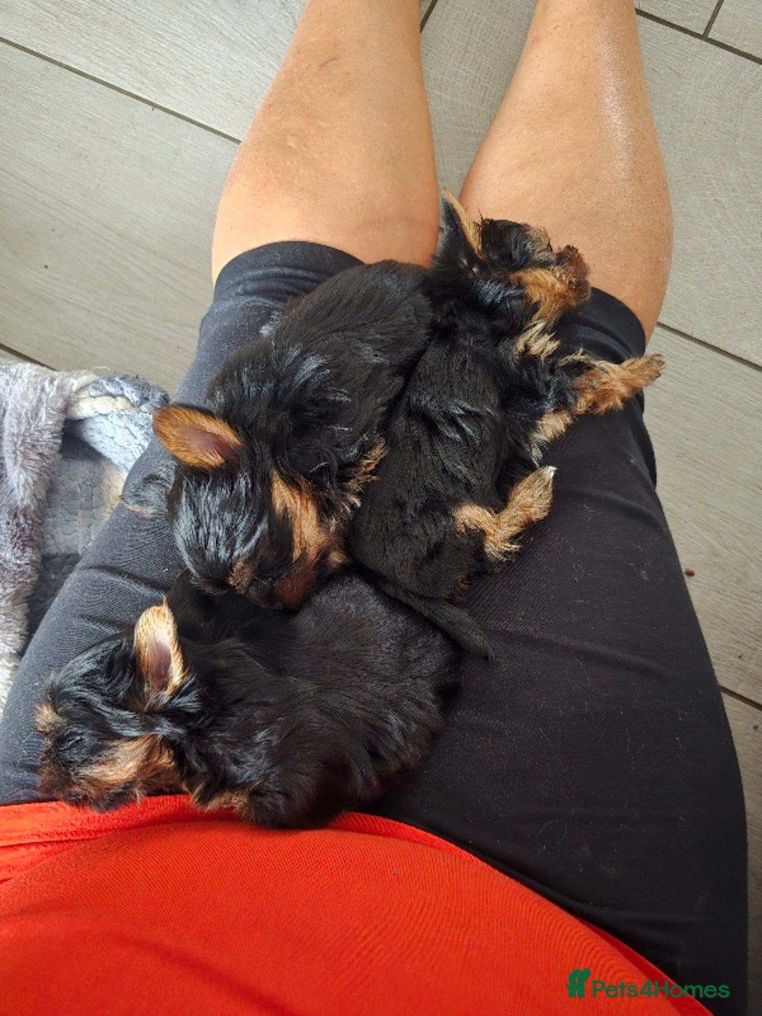 Yorkshire Terrier dogs for sale: Tiny gorgeous baby boys - Image 23