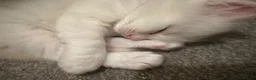 Ragdoll cats for sale: Ragdolls available - Advert 7