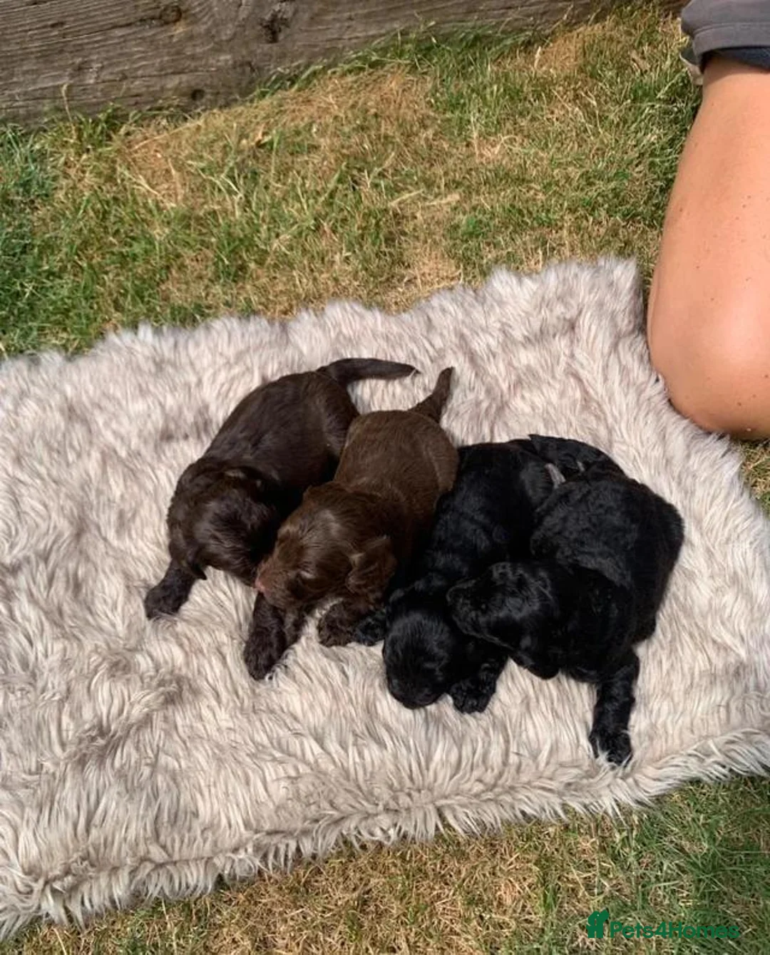 Cockapoo dogs for sale: STUNNING F1 COCKAPOO PUPS - Advert 13
