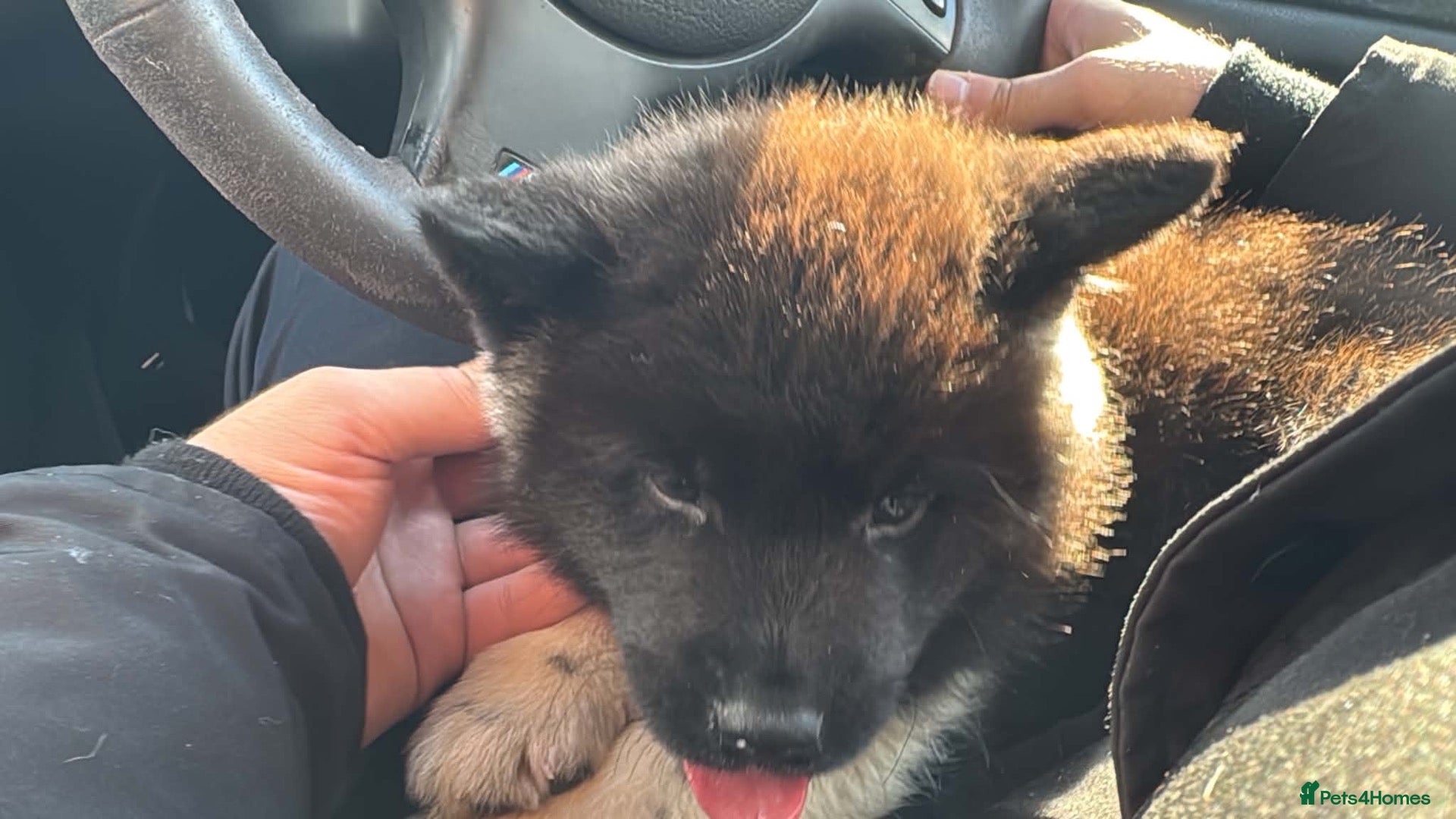 Akita dogs Beautiful Akita Puppy - Advert 18