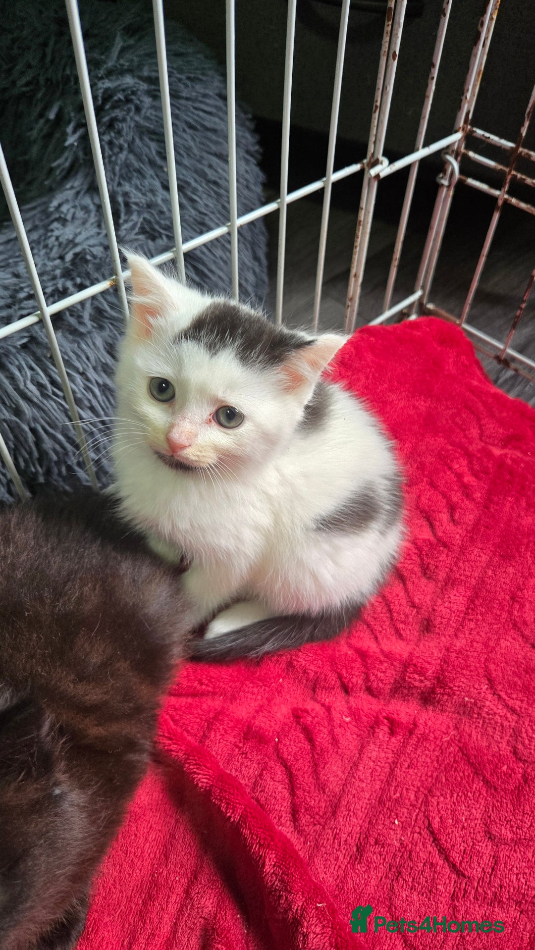 Mixed Breed cats for sale: Black/white male  - Advert 2