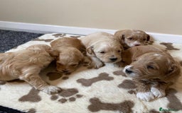 Miniature Poodle dogs for stud: HEALTH TESTED Kc Registered Miniature Poodle STUD in Doncaster - Image 19
