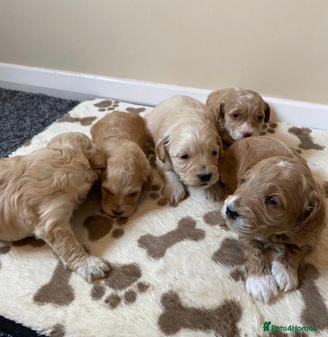Miniature Poodle dogs for stud: HEALTH TESTED Kc Registered Miniature Poodle STUD in Doncaster - Image 19