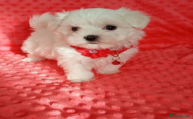 Maltese dogs Tiny Maltese puppies.Ready to leave on Tuesday - Advert 3