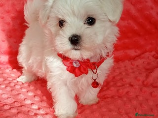 Maltese dogs Tiny Maltese puppies.Ready to leave on Tuesday - Advert 2