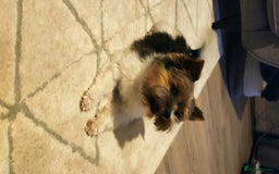 Biewer Terrier dogs for stud: Biewer Yorkshire Terrier for stud in Weston-super-Mare - Image 4