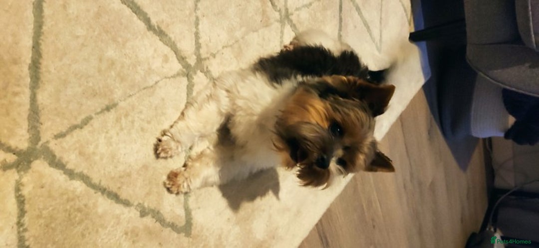 Biewer Terrier dogs for stud: Biewer Yorkshire Terrier for stud in Weston-super-Mare - Image 4