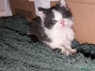 Maine Coon cats 3 Beautiful Maine coon kittens for sale 😍 - Advert 10