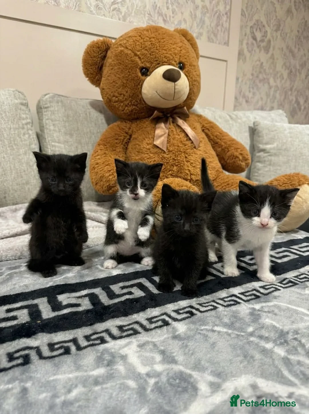 Mixed Breed cats for sale: Kittens 4 weeks old ready to leave at 12 weeks in Wolverhampton - Advert 3
